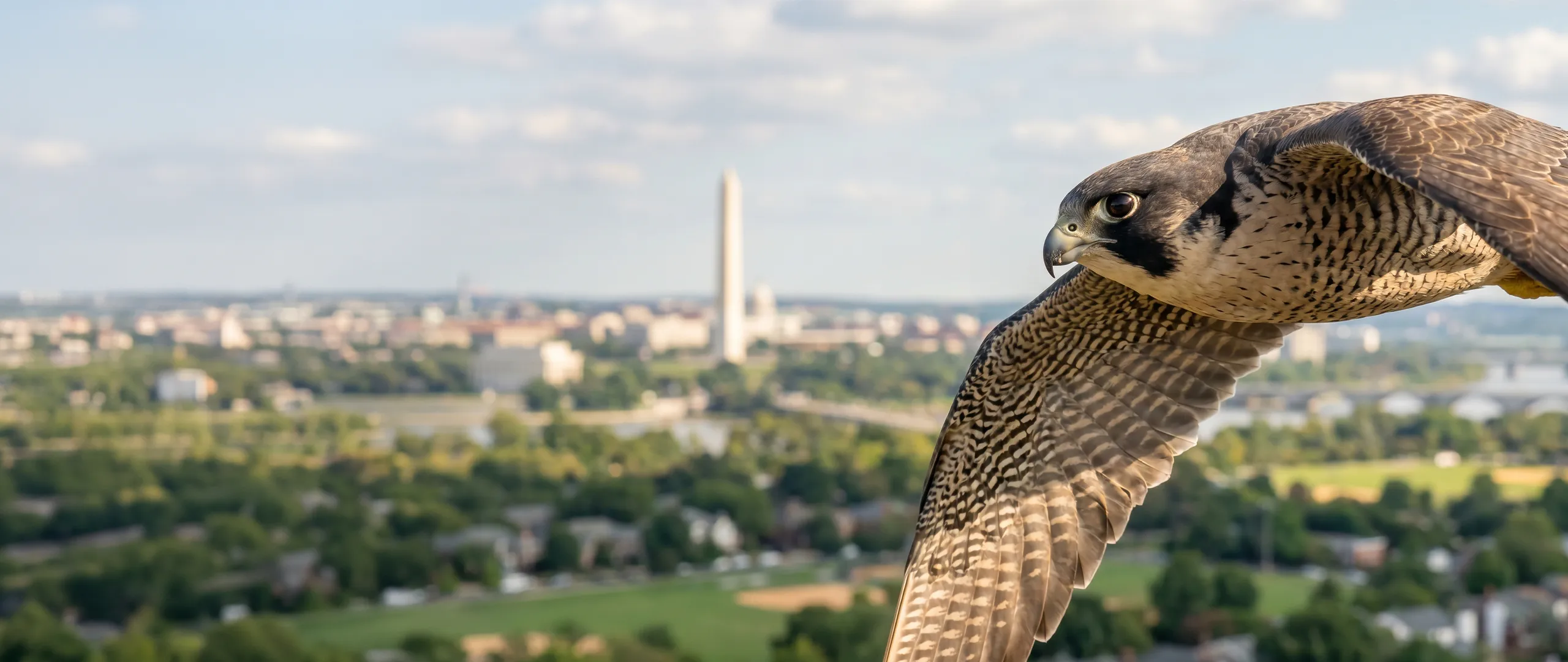 A falcon flying above the Washington metropolitan area